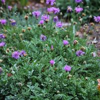 Antique Perennials on Instagram: “Centaurea bella... Evergreen, frost and drought tolerant, long flowering, butterfly attracting,... #perennials #nursery #garden #plants…”