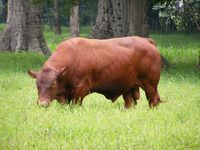 SCR7027 Hijo de RDHERCULES 6801J, tenemos semen congelado disponible, el toro esta en Costa Rica.