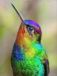 A species in the "mountain gems" hummingbird tribe found in Costa Rica and Panama.