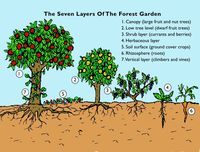 The Step By Step Guide to Creating Your Forest Garden - Spiralseed