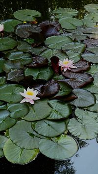 #waterlilies #sumer #flowers #water