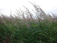 Wiki: Wild Rice / Ojibwe: Manoomin / Canada Rice / Indian Rice / Water Oats ▪︎4 species of grass forming the genus Zizania ▪︎Grain harvested from the grass ▪︎Historically gathered & eaten in China & North America ▪︎Grain eaten less in China, while now a NA delicacy ▪︎China: stem used as a vegetable. - Wikipedia