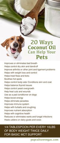 Benefits of Coconut Oil for Pets #dog #coconut oil # pets