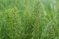 How to Grow Horsetail in Your Garden