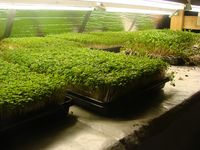 Growing and selling Micro Greens: An example of an urban farming business