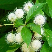 Fragrant white-cream flowers are produced in July to September and attract butterflies. This Button Bush will form a neat, compact and highly ornamental shrub with glossy green leaves that turn golden-orange in autumn. Florets of fragrant