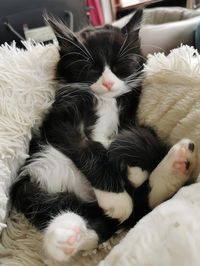 Cat Tuxedo cat Black White Pet Sleep