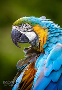 A large parrot native to woodland and savannah of tropical South America.