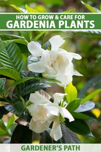 Want an elegant, fragrant flowering shrub for a hedge, border, or patio container? In Zones 7 and above, gardenias thrill with their beautiful flowers, evergreen foliage, and amazing scent. Learn how to grow and care for gardenias outdoors, from propagation to pruning now on Gardener's Path. #gardenia #gardenerspath