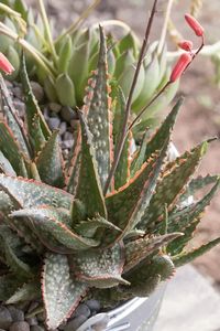 Types of Aloe | 23 Best Aloe Varieties For Containers