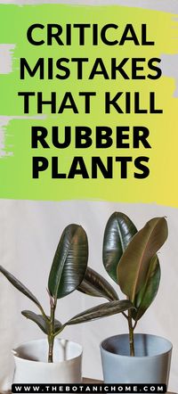 Take your plant care houseplants skills to the next level with these rubber plant care tips. Learn how to grow a ficus elastica indoors and achieve your plant goals. Whether you’re into gardening for dummies or an experienced gardener, this guide is perfect for creating a nature-inspired home.