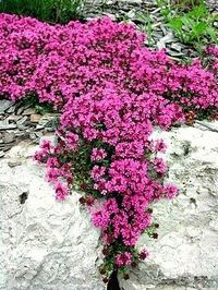 Creeping Thyme, great for rock walls, nooks and crannies.