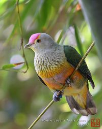 Rose-Crowned Fruit Dove