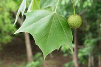 Tree of the Month: August pt 2 - Sycamore - TreeFolks