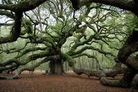 Charleston, SC 1500 yr old tree. Really cool picture place for a family :)