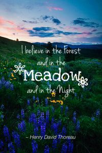 "I believe in the Forest and in the Meadow and in the Night" Thoreau