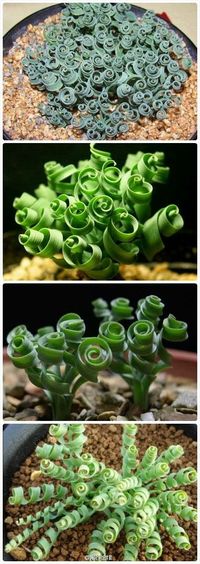 So unusual....curly succulent "Moraea Tortilis"