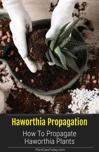 Haworthia Propagation: How to Propagate Haworthia Plants