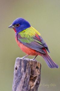 Painted Bunting male in the shaded woods at Dorothy's Pond.