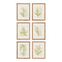 Framed Fern Study Prints - 6 Pieces | Chairish