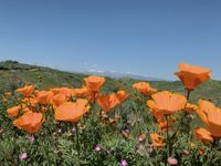 #poppy #california #vintage #orangecounty #superbloom