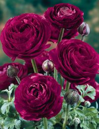 These new buttercups are just marvelous! An alluring shade of eggplant, the blooms of this Purple Sensation Ranunculus are sure to become one of your latest favorites. Excellent when used in borders and among other lower-growing plants, these...