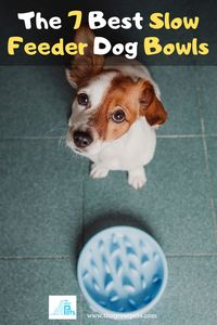 Looking for a way to slow down your pup's eating habits? Check out these seven best slow feeder dog bowls. From adjustable systems to simple raised designs, we've got you covered. Plus, learn what to look for when shopping for a slow feeder bowl and get some helpful tips on how to use them correctly. #dog #puppy #dogsupplies #dogaccessories #dogstuff