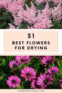 30 Best Flowers for Drying - Gardening Channel