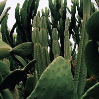 A close-up, aesthetic photograph of a field of cacti.