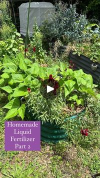 5.6K views · 394 reactions | Free fertilizer part 2 - how to use 🌱

If you missed part 1, it’s the last reel I posted that can be found by clicking on my name @saraonthefarm and looking for the reel with zinnia flowers on the cover. 

This liquid fertilizer gets stronger the longer it sits and needs to be diluted. 

It’s always best to start with a lower dilution and go up from there. 

I use a 2.5 gallon watering can filled with water and 1 pint of liquid fertilizer. My fertilizer sits for about a year before using so it’s quite concentrated! 

I’d recommend starting with 1 part liquid fertilizer to 100 parts water. The strongest I’d recommend is 1:30. I also wouldn’t get too hung up on exact numbers (unless you’re into that kind of thing 🤣) and experiment! 

I attempt to remember to wa