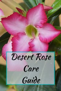 Desert Rose Care Guide - Living Herself