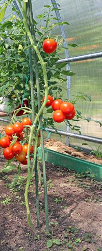 Pinch Leaves Off Tomato Plant