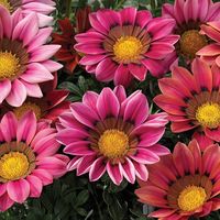 50 Gazania Kiss Rose Seeds This is for 50 Gazania Kiss Rose seeds these are a rose color. These flowers are daisy like and they grow to about 10" tall. These are a wonderful looking flower that is mounded these look very nice in we plant these in 4" pots they would work well in flower beds these are a F1 hybrid. If you buy International we cannot guarantee your item to arrive at dates stated as we cannot control customs they may seize your item or hold them please know your countries laws on see