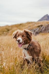 Nove Scotia Duck Tolling Retriever