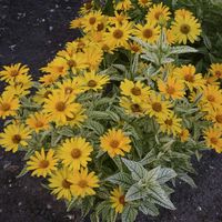 Heliopsis 'Sunstruck' (False Sunflower)