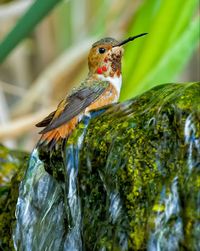 Bathing in running water.