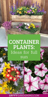 It's time to start planning your container plants! You'll want to think a lot about shape and which plants will serve as the requisite “fillers, thrillers, and spillers.” Herbs are great to add in as well as annuals and even perennials. If you're ready to start adding some color and fun to your flower garden check out this article for some great ideas on some container plants to start getting today.