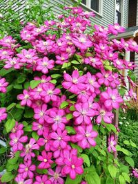 Clematis Ville de Lyon. Grows by my front door. bought it the year we travelled to France...of course, we went to Lyon. :)