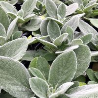 Stachys ‘Helene von Stein’ (Lamb’s Ear)