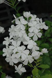 White Plumbago (Plumbago auriculata 'Alba') at Pender Pines Garden Center