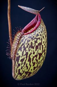 Nepenthes