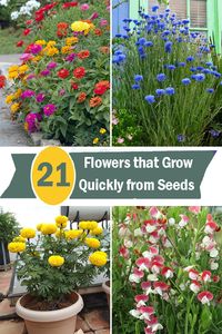 Looking to add some colorful and vibrant flowers to your garden quickly? Check out our guide on Flowers that Grow Quickly from Seeds.