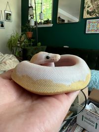 Baby ball python, super fire morph (possible pastel)