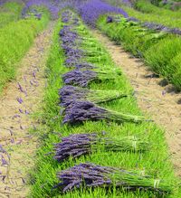 Harvested lavender...