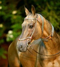 akhal teke - Daimir