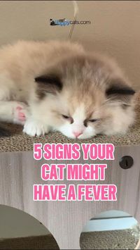 #CatHealth #CatFever #PetHealth #CatOwnerTips #CatCare