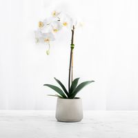 Beautiful single stem artificial orchid plant; handcrafted and styled in a gorgeous natural fiberclay textured planter. Using only the highest quality orchids, this beauty will grace you with natural looking blooms year-round! Perfect accent to any room; sits pretty on an entryway table, kitchen countertop, desktop, living room, or in the bedroom or bathroom. #fauxhouseplant #orchidplant #artificialorchidplant #homedecor #floraldecor