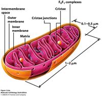 Mitochondria