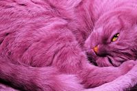 Pink Cat