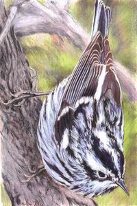 Black and White Warbler  Created using: Faber-Castell Albrecht Durer Watercolor Pencils on Bristol Paper.  By: Ian Rees